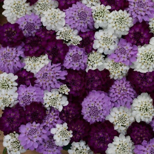 50 Iberis Flash Brilliant Mix Evergreen Candytuft Flower Seeds Deer Resistant