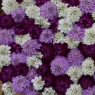 50 Iberis Flash Brilliant Mix Evergreen Candytuft Flower Seeds Deer Resistant
