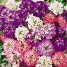 50 Iberis Umbellata Evergreen Candytuft Flower Seeds Mix Deer Resistant