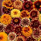 New 50 Aztec Sunset Mix Zinnia Flower Seeds Long Lasting Annual
