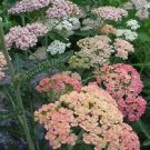 50 Achillea Summer Pastels Mix Yarrow Flower Seeds Deer Resistant Perennial
