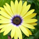 40 Yellow Color African Daisy Flower Seeds Long Lasting Annual