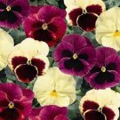 New 35 Pansy Delta Apple Cider Flower Seeds Mix Annual