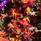 50 Amaranthus Gangeticus Carnival Flower Seeds Annual Most Colorful