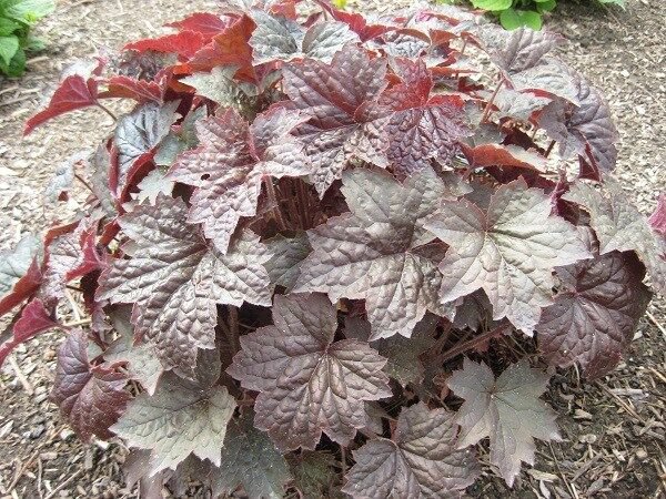 30 Purple Palace Heuchera Ground Cover Seeds Deer Resistant Perennial