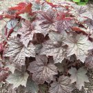 30 Purple Palace Heuchera Ground Cover Seeds Deer Resistant Perennial