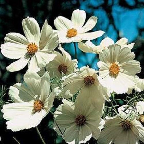 50 Cosmos Purity White Flower Seeds Long Lasting Annual