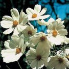 50 Cosmos Purity White Flower Seeds Long Lasting Annual