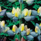 30 Lupinus Cruickshankii Sunrise Flower Seeds Long Lasting Perennial