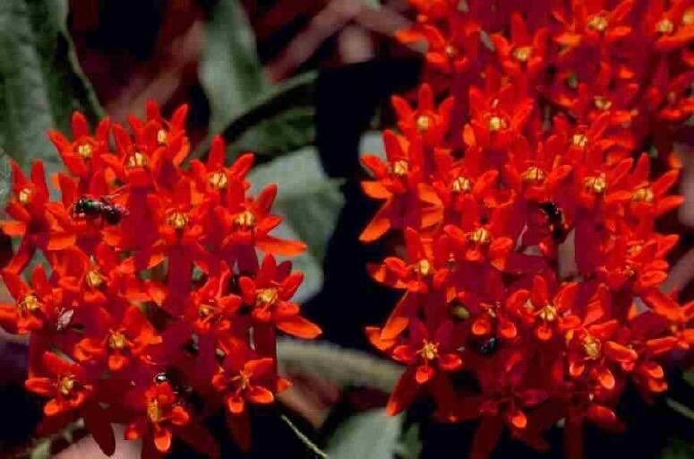 30 Deep Red Butterfly Weed Flower Seeds Asclepias Perennial Great Gift