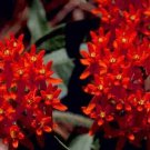 30 Deep Red Butterfly Weed Flower Seeds Asclepias Perennial Great Gift
