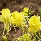 25 Columbine Aquilegia Sunshine Bright Yellow Flower Seeds Perennial