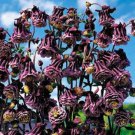 25 Columbine Aquilegia Pleated Blackberry Flower Seeds Perennial