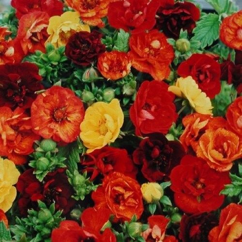 40 Melten Fire Potentilla Nepalensis Flower Seed Mix Hardy Perennial