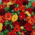 40 Melten Fire Potentilla Nepalensis Flower Seed Mix Hardy Perennial