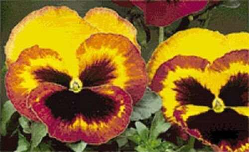 New 35 Delta Fire Bi Color Pansy With Face Flower Seeds Long Lasting Annual