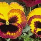 New 35 Delta Fire Bi Color Pansy With Face Flower Seeds Long Lasting Annual