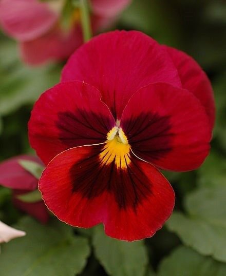 New 35 Colossus Red Pansy With Face Flower Seeds Long Lasting Annual