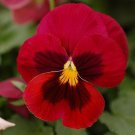 New 35 Colossus Red Pansy With Face Flower Seeds Long Lasting Annual