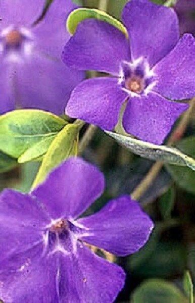 40 Fragrant Orchid Color Periwinkle Flower Seeds Annual Vinca Deer Resistant