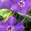 40 Fragrant Orchid Color Periwinkle Flower Seeds Annual Vinca Deer Resistant