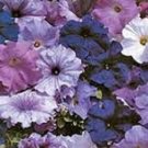 40 Aladdin Nautical Mix Petunia Flower Seeds Annual