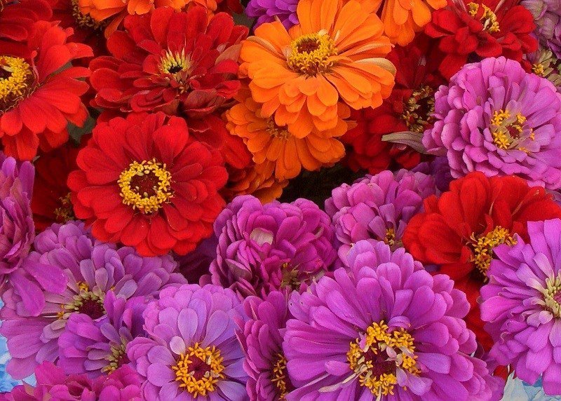 50 Zinnia Magellan Flower Seed Mix Long Lasting Annual Red Orange Lavender