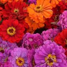 50 Zinnia Magellan Flower Seed Mix Long Lasting Annual Red Orange Lavender