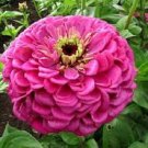 New 35 Benarys Giant Pink Zinnia Flower Seeds Long Lasting Cut Flowers