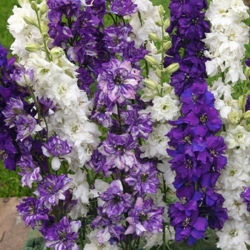 25 Giant Delphinium Ocean Mix Flower Seeds Mix Perennial