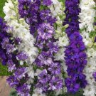 25 Giant Delphinium Ocean Mix Flower Seeds Mix Perennial