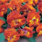 30 Angel Amber Kiss Large Flowered Viola Flower Seeds Shade Perennial