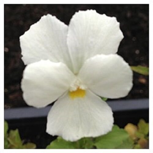 30 White Perfection Viola Flower Seeds Shade Perennial