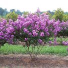 35 Lilac Crape Myrtle Tree Shrub Flower Seeds Drought Tolerant Perennial