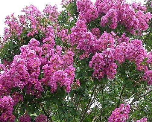 35 Dk Pink Crape Myrtle Tree Shrub Flower Seeds Drought Tolerant Perennial