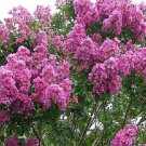 35 Dk Pink Crape Myrtle Tree Shrub Flower Seeds Drought Tolerant Perennial