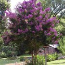 25 Purple Crape Myrtle Tree Shrub Flower Seeds Drought Tolerant Perennial
