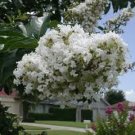 35 White Crape Myrtle Tree Shrub Flower Seeds Drought Tolerant Perennial
