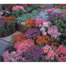 40 Linaria Autumn Fantasy Flower Seed Mix Selfseeding Annual Snapdragon Like