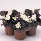 30 Gorgeous Begonia Nightlife Pure White Flower Seeds Bronze Leaf Annual