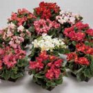 30 Gorgeous Begonia Ambassador Mix Flower Seeds Long Lasting Annual