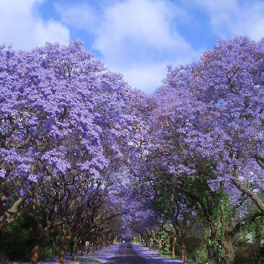 20 Jacaranda Mimosifolia Tree Seeds Flower Seeds Perennial