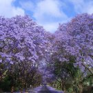 20 Jacaranda Mimosifolia Tree Seeds Flower Seeds Perennial