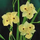 New 25 Yellow Fortnight Lily Flower Seeds Drought And Frost Hardy