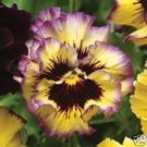 New 30 Ruffled Pansy Fizzy Lemonberry Flower Seeds