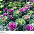 30 Ornamental Flowering Kale Flower Seeds Mix