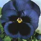 35 Swiss Giant Ullswater Pansy Flower Seeds Shade Loving Perennial