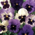 New 30 Pansy Matrix Ocean Breeze Flower Seeds Mix