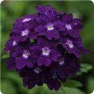 35 Verbena Tuscany Violet W White Eye Perennial Flower Seeds Deer Resistant
