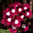 35 Verbena Obsession Perennial Flower Seeds Red With White Eye Deer Resistant